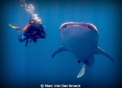 buddy and whaleshark by Marc Van Den Broeck 